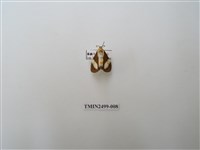 藏品(五斑蝶燈蛾)的圖片